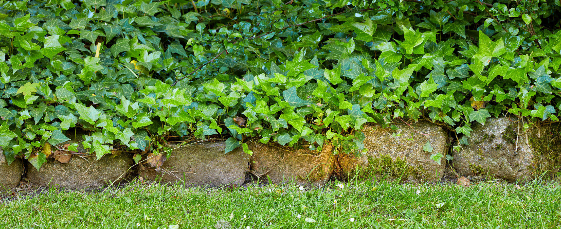 Buy stock photo A series of beautiful garden photos