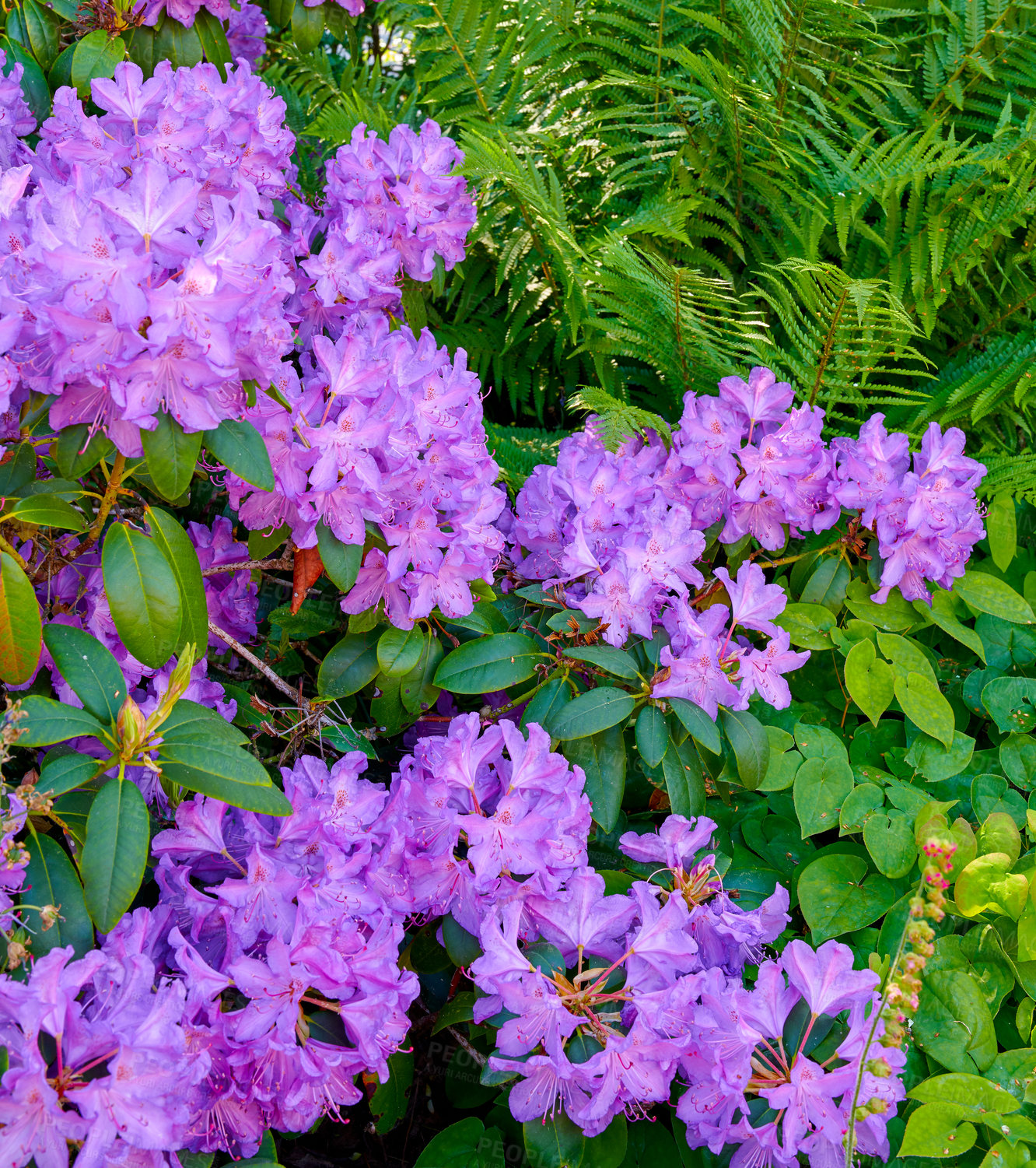 Buy stock photo Purple Rhododendron flowers growing in a backyard garden in summer. Beautiful bush of violet flowering plants blossoming on the countryside from above. Flora blooming and sprouting in a grassy meadow