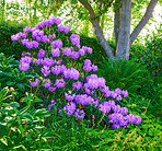 Purple Rhododendron Flowers