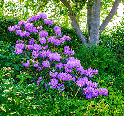 Buy stock photo Trees, growth and forest with flowers in nature for bloom, environment and spring season. Sustainability, botany and sunlight with purple rhododendron outdoors in woods for plants, blossom and grass