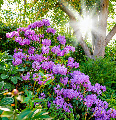 Buy stock photo Trees, environment and forest with flowers in nature for bloom, growth and spring season. Sustainability, botany and sunlight with purple rhododendron outdoors in woods for plants, blossom and grass