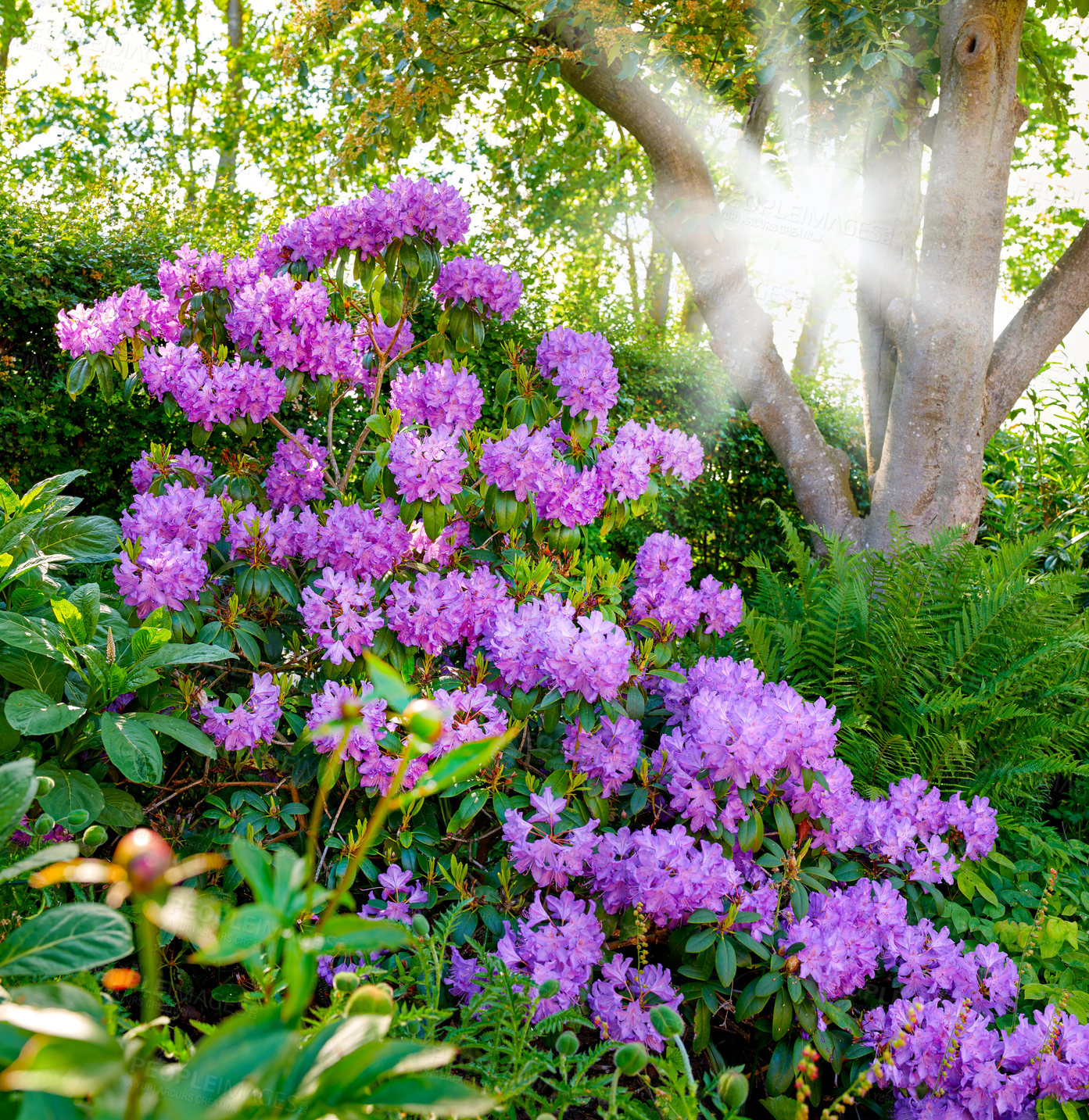 Buy stock photo A series of Purple Rhododendron in my garden