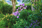 Purple Rhododendron Flowers