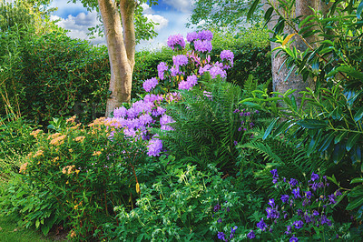 Buy stock photo A series of Purple Rhododendron in my garden