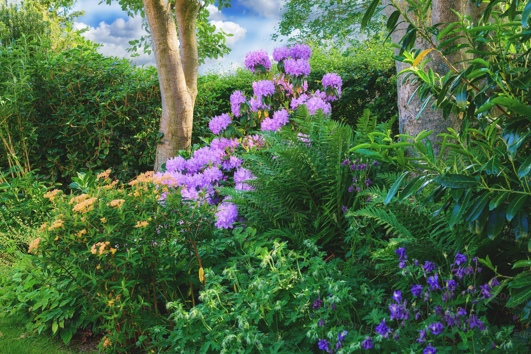 Buy stock photo A series of Purple Rhododendron in my garden