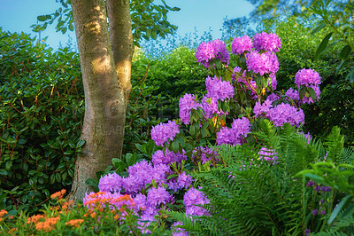 Buy stock photo Rhododendron is a genus of 1,024 species of woody plants in the heath family, either evergreen or deciduous, and found mainly in Asia, although it is also widespread throughout the Southern Highlands of the Appalachian Mountains of North America.