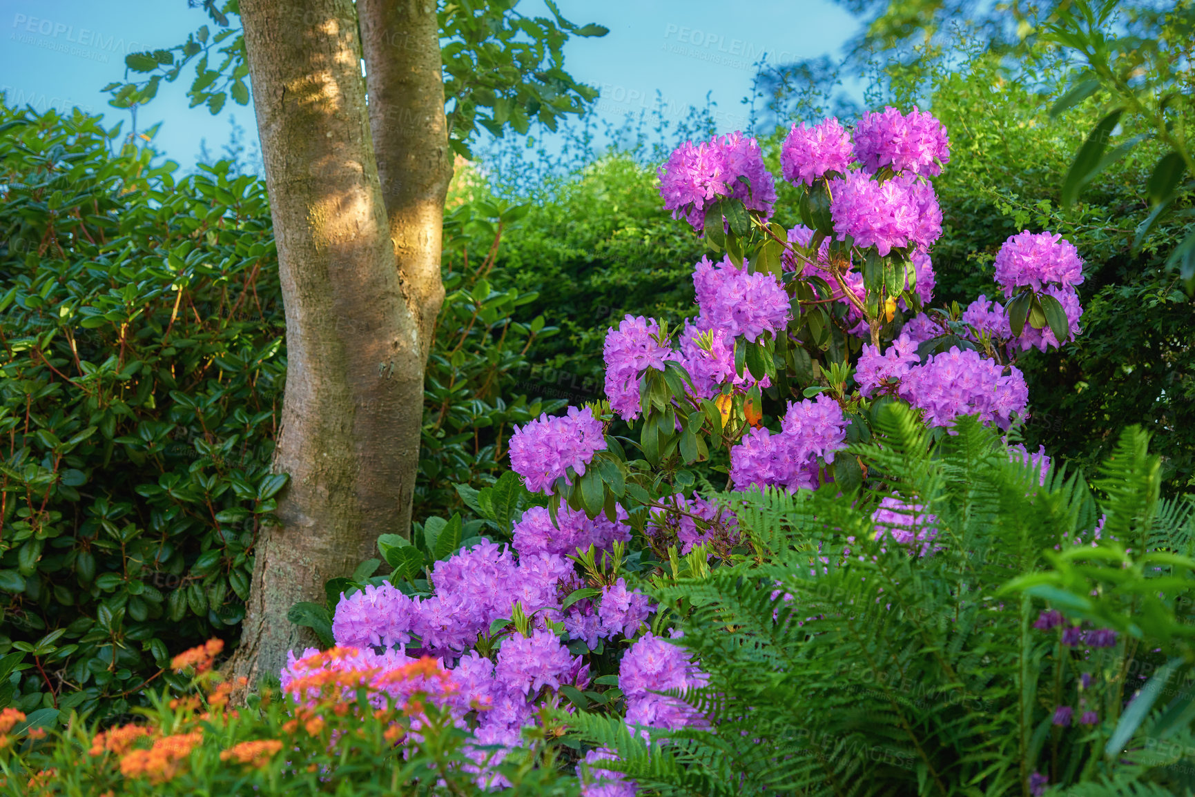 Buy stock photo Rhododendron is a genus of 1,024 species of woody plants in the heath family, either evergreen or deciduous, and found mainly in Asia, although it is also widespread throughout the Southern Highlands of the Appalachian Mountains of North America.