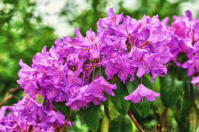 Buy stock photo Rhododendron is a genus of 1,024 species of woody plants in the heath family, either evergreen or deciduous, and found mainly in Asia, although it is also widespread throughout the Southern Highlands of the Appalachian Mountains of North America.