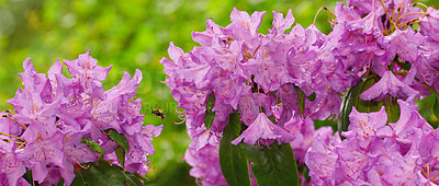 Buy stock photo Rhododendron is a genus of 1,024 species of woody plants in the heath family, either evergreen or deciduous, and found mainly in Asia, although it is also widespread throughout the Southern Highlands of the Appalachian Mountains of North America.