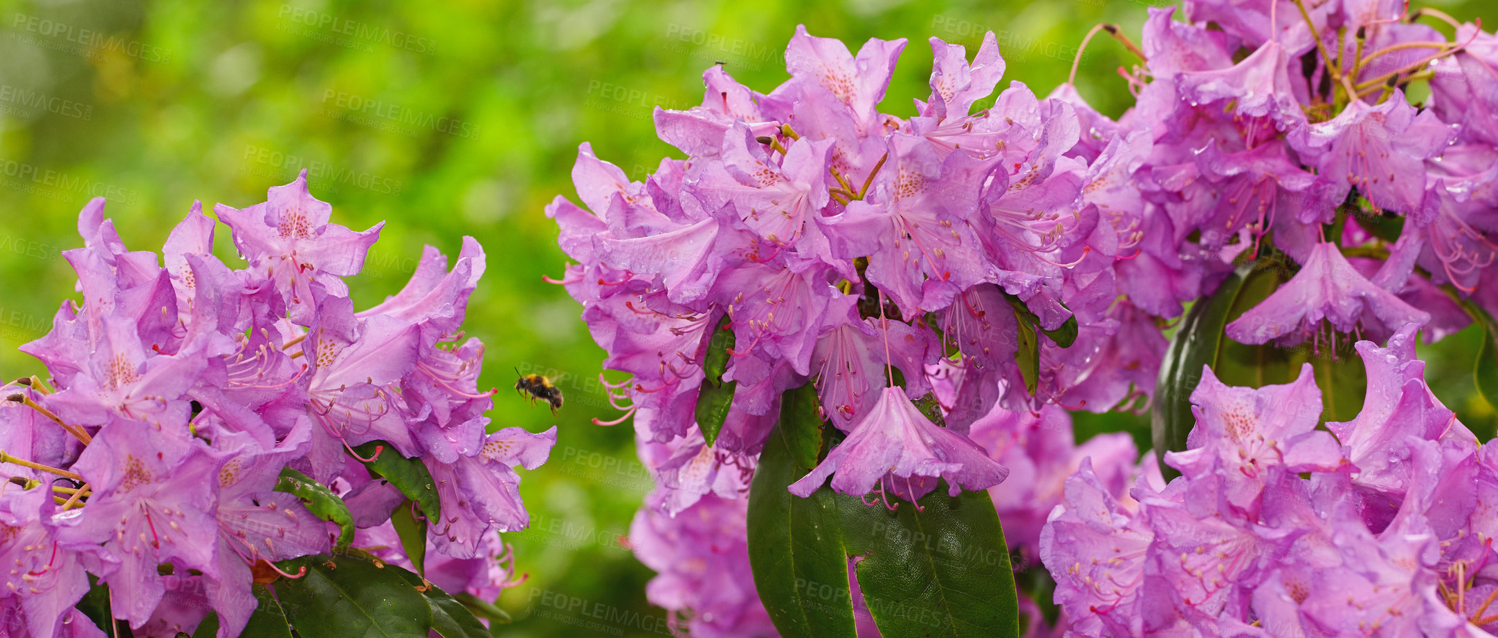 Buy stock photo Rhododendron is a genus of 1,024 species of woody plants in the heath family, either evergreen or deciduous, and found mainly in Asia, although it is also widespread throughout the Southern Highlands of the Appalachian Mountains of North America.