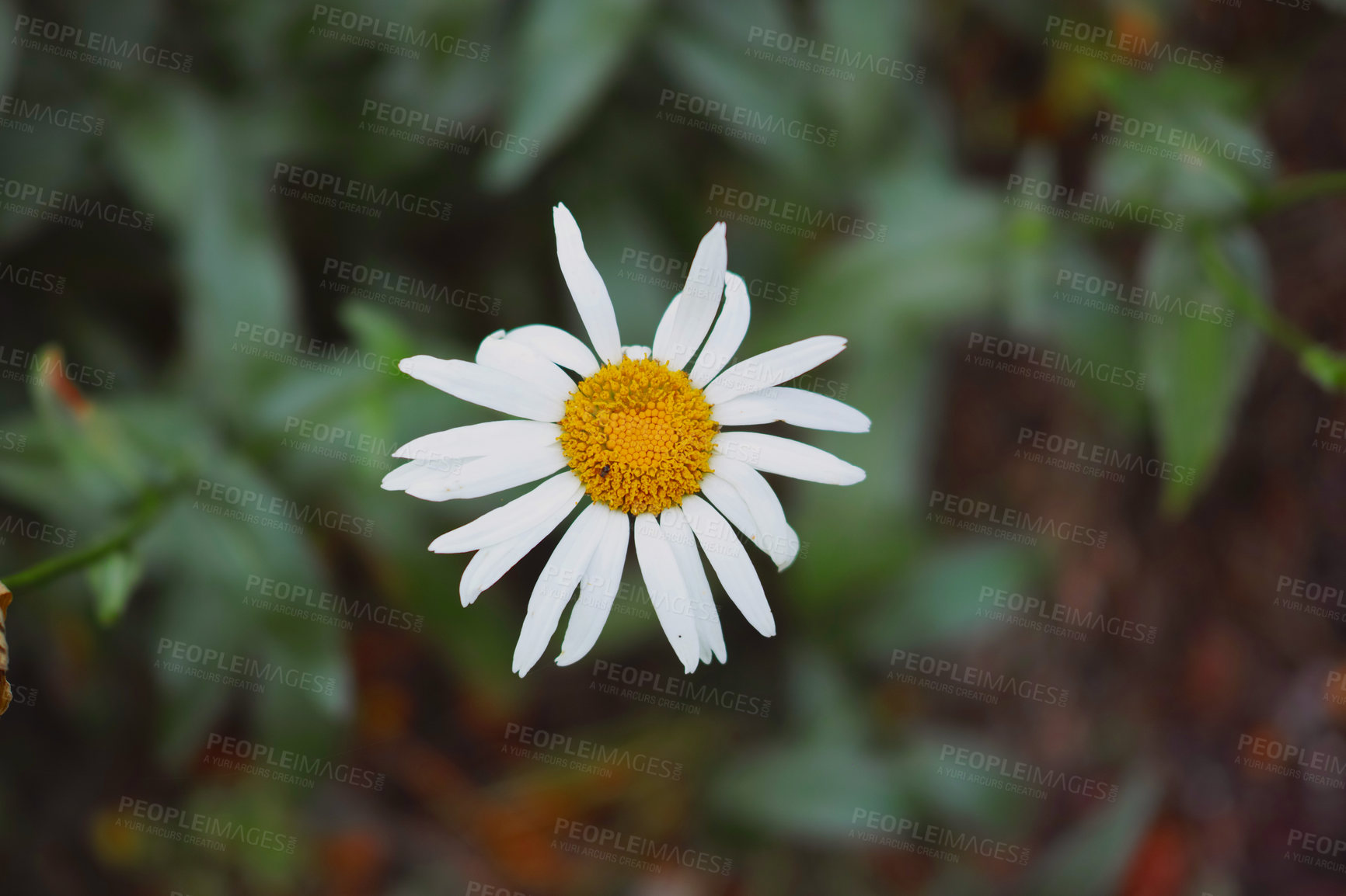 Buy stock photo Closeup of one white daisy Marguerite flower blooming in a garden with copy space. Details of pretty bright flower petal textures outdoor. Gardening perennial plant for yard decoration or landscaping