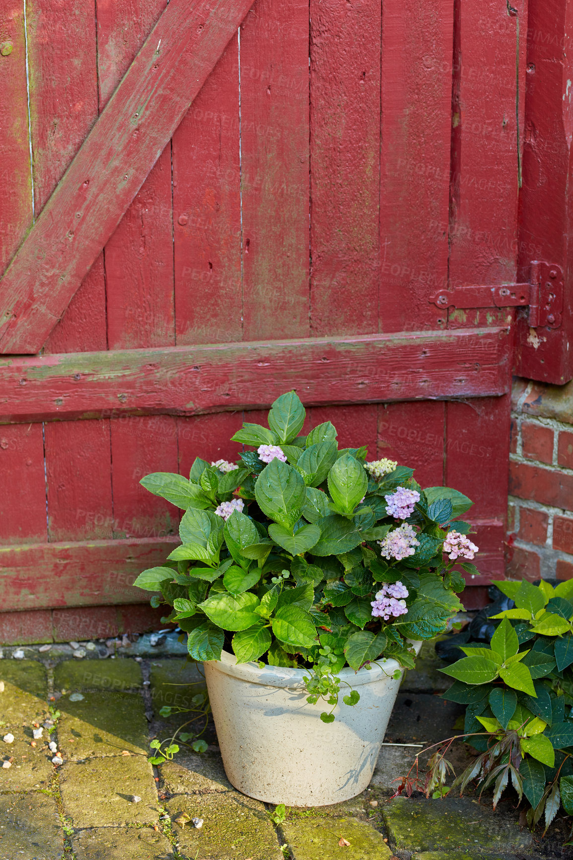 Buy stock photo A flower pot in the garden