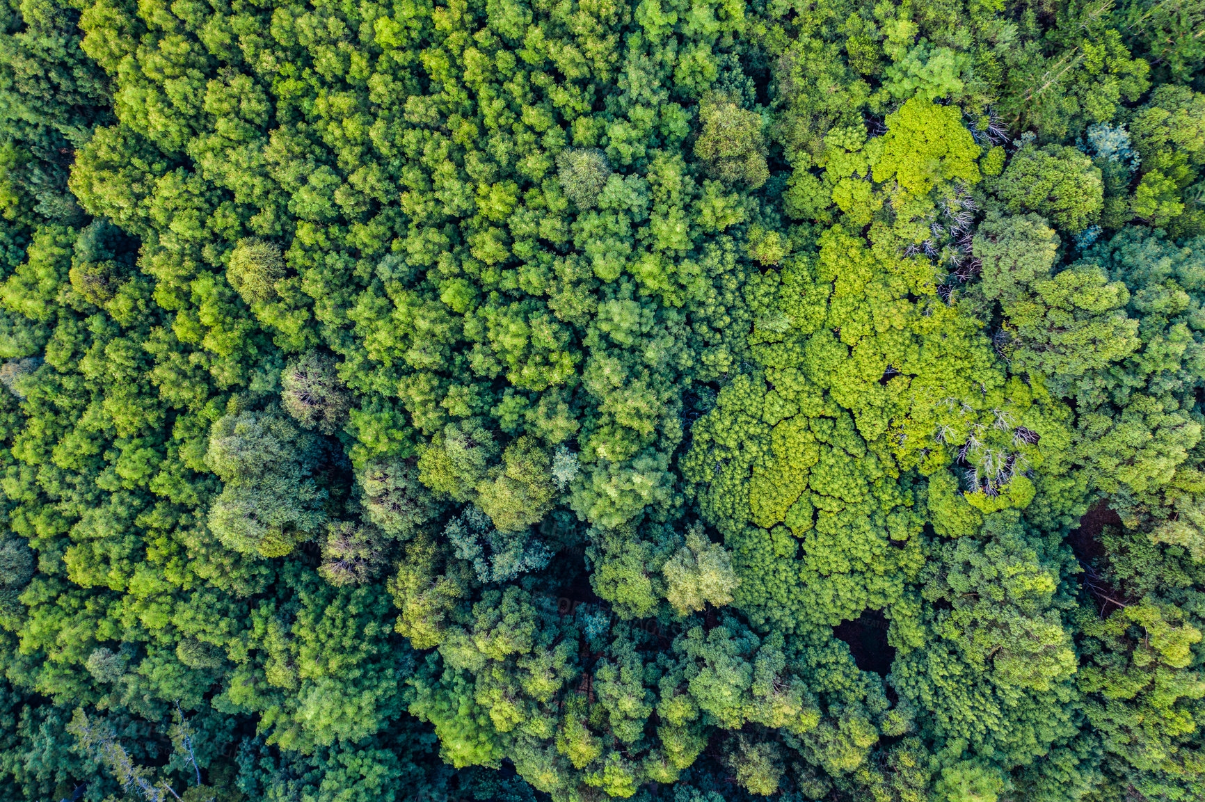 Buy stock photo High angle shot of a beautiful green and lush forest