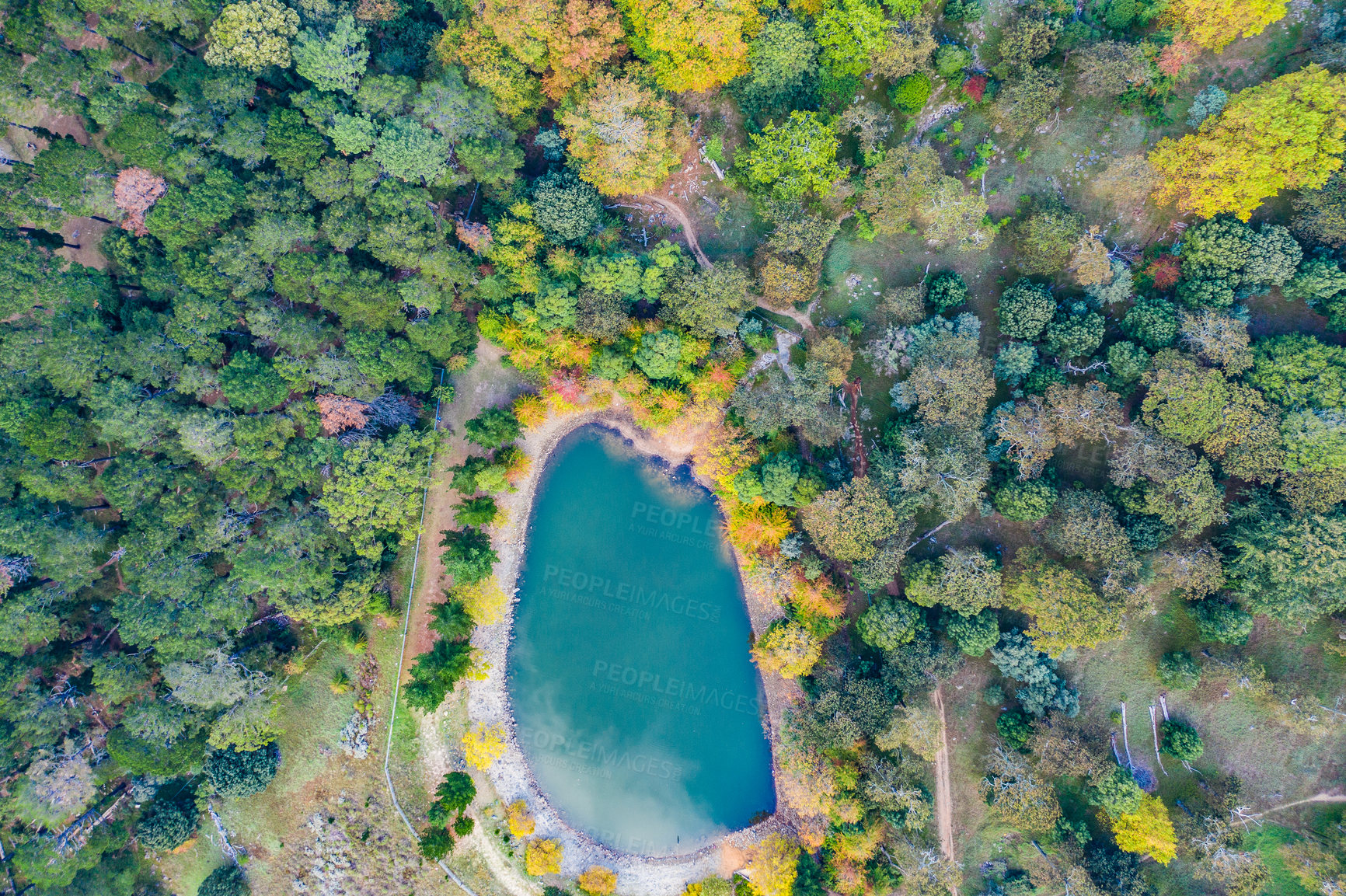 Buy stock photo Aerial view, forest and lake in nature for environment, ecosystem or tropical greenery woods. Drone, sustainability and vegetation with overgrown, wilderness and jungle scenery in Switzerland