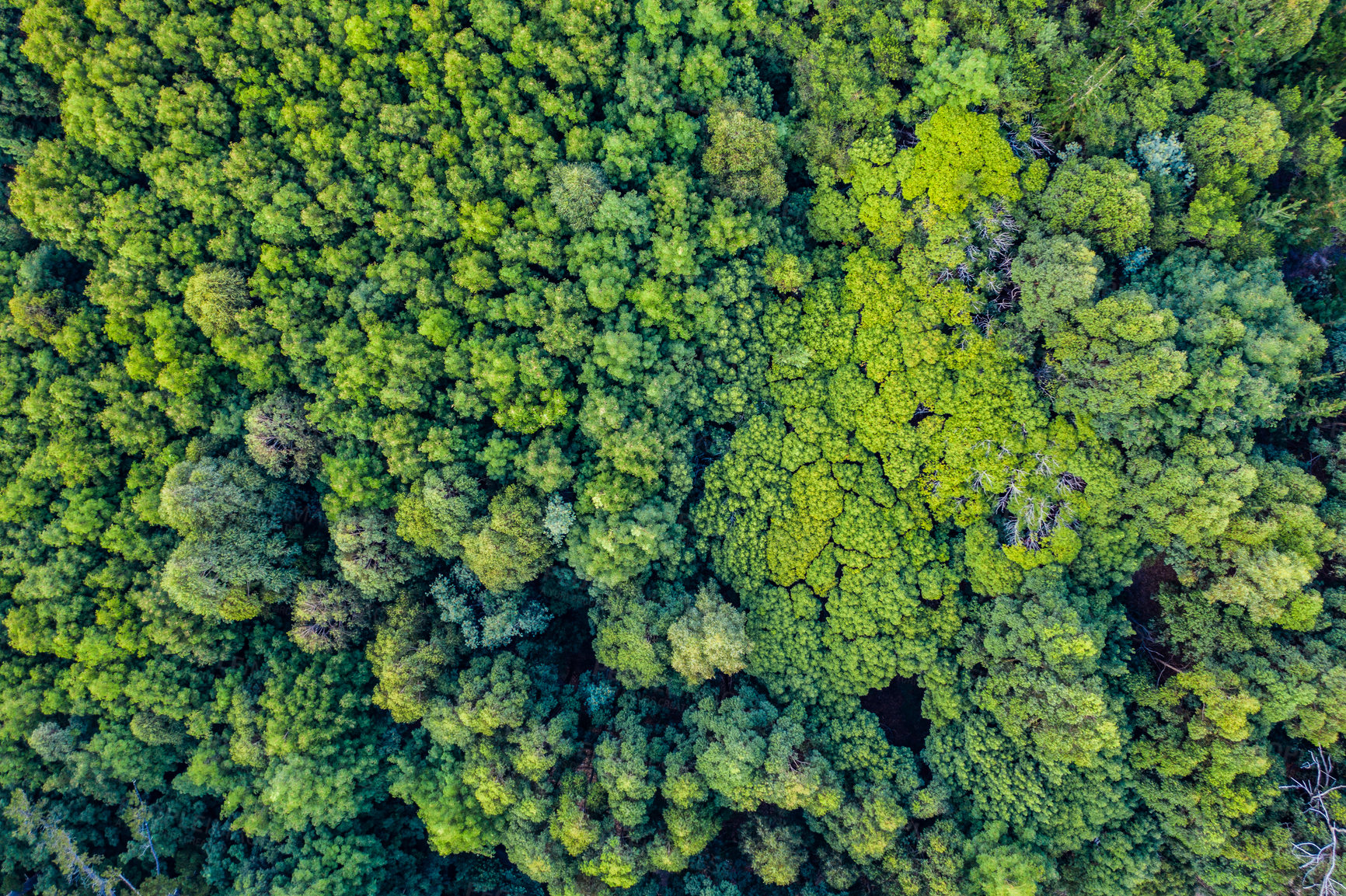 Buy stock photo Aerial view, forest and woods in nature for environment, ecosystem or tropical greenery. Drone, sustainability and vegetation with overgrown trees, wilderness and jungle scenery in Switzerland