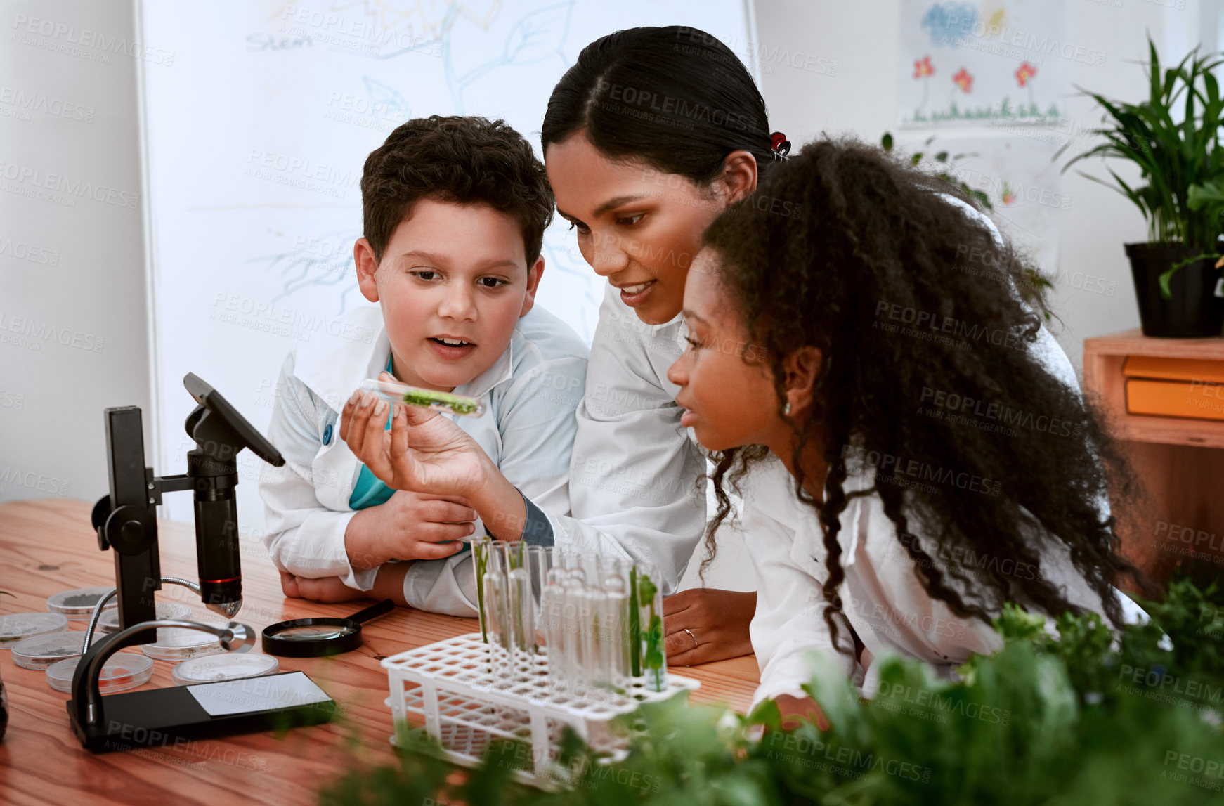 Buy stock photo Kids, teacher and school with plants in classroom for education, science and environmental awareness. People, students and serious with test tube for crop experiment, research and knowledge at lab