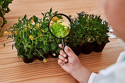 Buy stock photo Cropped shot of a child using a magnifying glass to analyse a plant at school