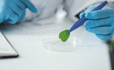 Buy stock photo Cropped shot of an unrecognizable female scientist using a tweezer to pick up a leaf sample from a petri dish while working in a laboratory