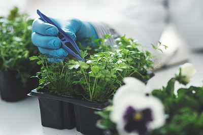 Buy stock photo Cropped shot of an unrecognizable female scientist picking plant samples using a tweezer while working in a laboratory