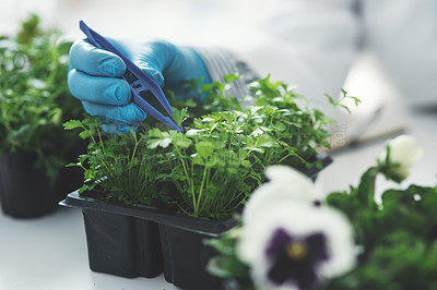 Buy stock photo Scientist, hands and tweezer for plant research in laboratory, science and herbal medicine experiment. Person, doctor and pharmaceutical development for healthcare, ecology organism and investigation