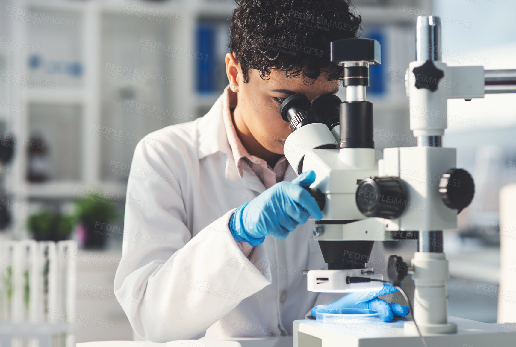 Buy stock photo Woman, researcher and microscope with plants in lab, ecology experiment, sustainable health and nature process. Scientist, botany and biotechnology for agriculture study, leaves growth and production