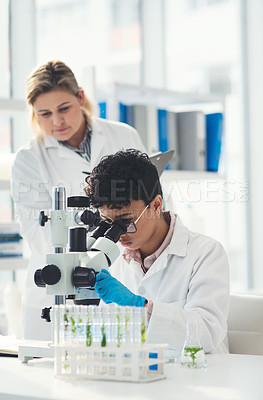Buy stock photo Cropped shot of an attractive young female scientist looking through a microscope while working with her colleague in a laboratory