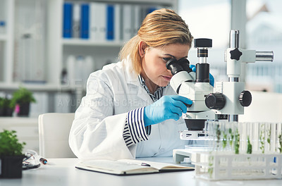 Buy stock photo Cropped shot of an attractive young female scientist looking through a microscope while working with plants in a laboratory
