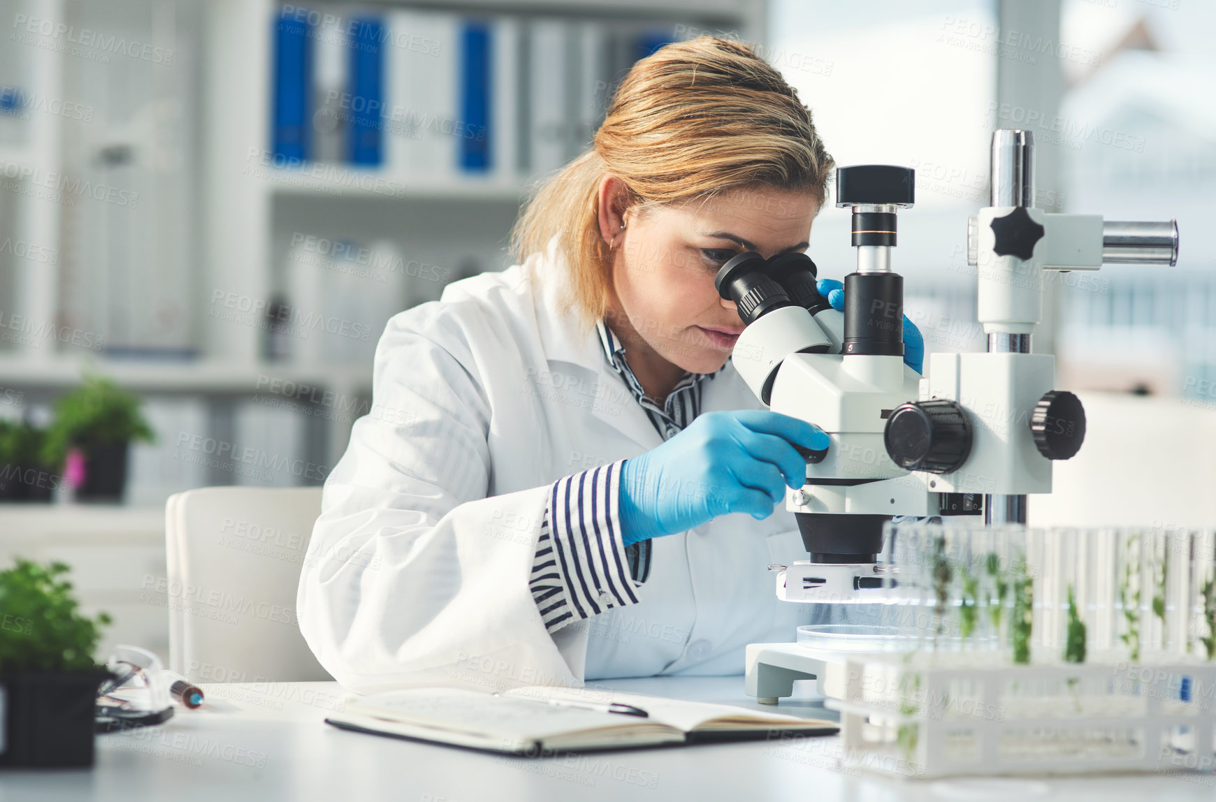 Buy stock photo Scientist, lab and woman with plants by microscope for biochemistry research, study and sample. Ecology, innovation and science with biotech by test tube for GMO investigation, agriculture and growth