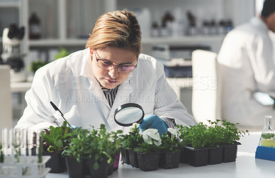 Buy stock photo Cropped shot of an attractive young female scientist analyzing plant samples using a magnifying glass in a laboratory with her colleague in the background