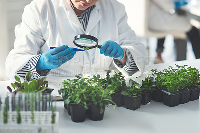Buy stock photo Cropped shot of an unrecognizable female scientist analyzing a plant sample using a magnifying glass while working in a laboratory