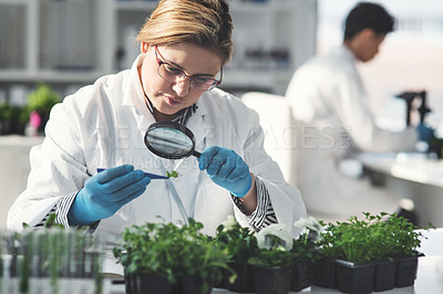 Buy stock photo Cropped shot of an unrecognizable female scientist analyzing a plant sample using a magnifying glass in a laboratory with her colleague in the background