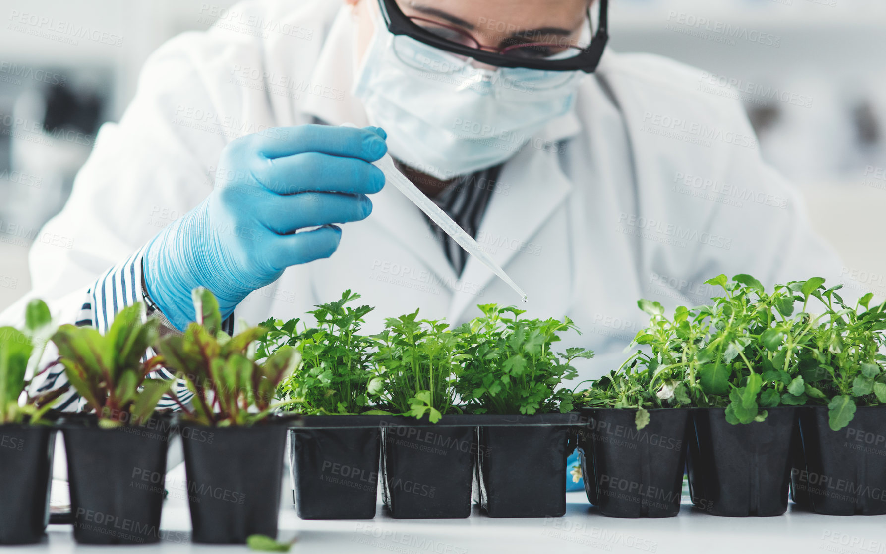 Buy stock photo Cropped shot of an unrecognizable female scientist dropping a liquid sample on different plants while working in a laboratory