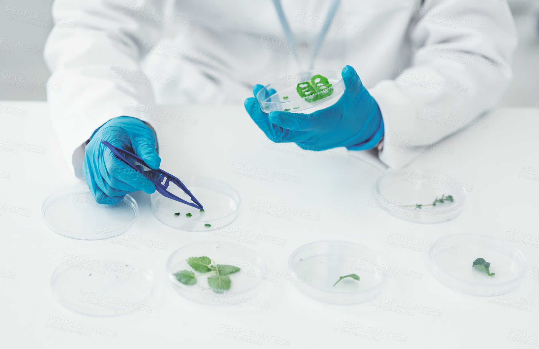 Buy stock photo Science, petri dish and hands person with plant in lab for phytology, sample and medical experiment. Botany, tweezer and above of scientist with pharmaceutical investigation, research and innovation