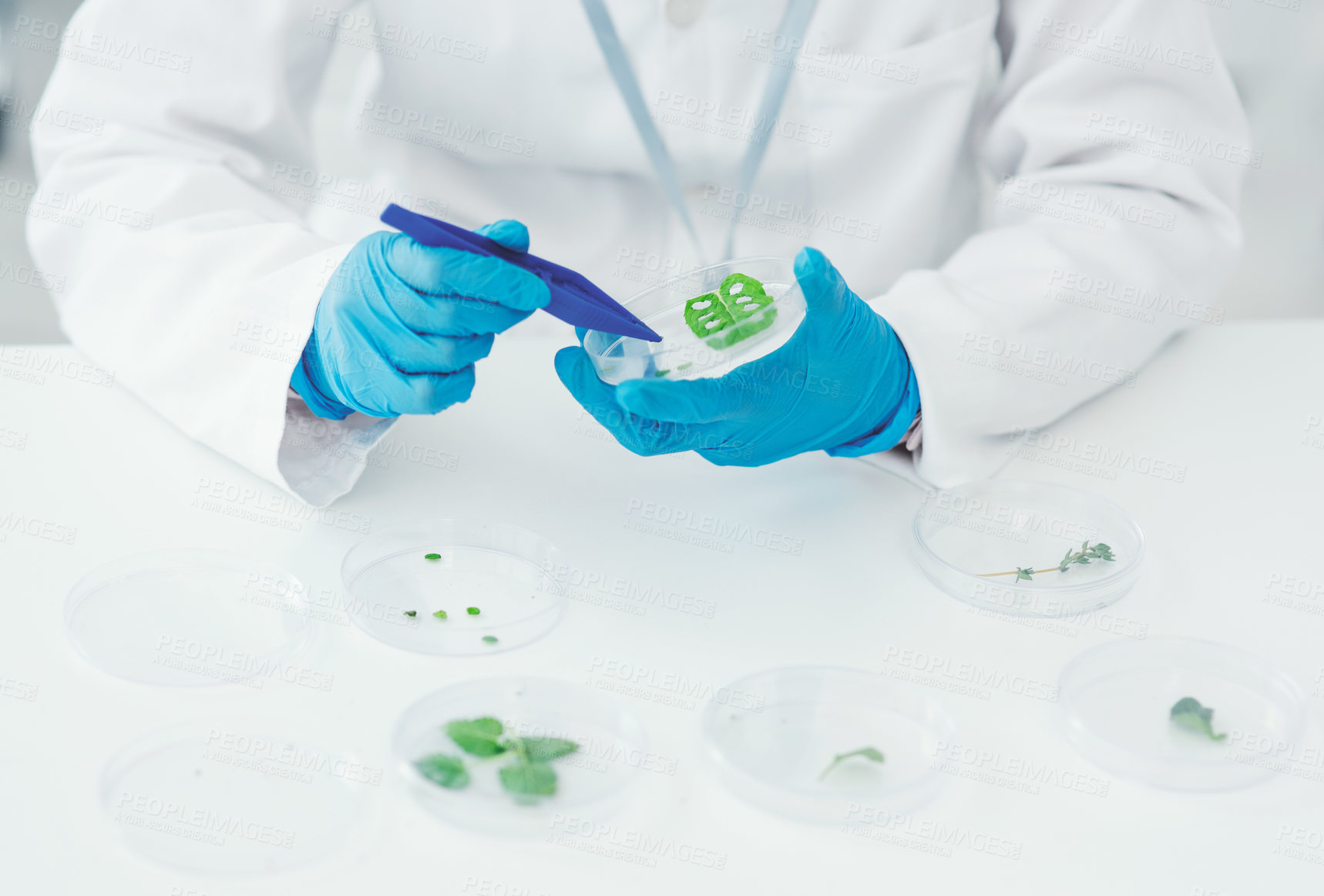 Buy stock photo Scientist, petri dish and person hands with plant in lab for phytology, sample and medical investigation. Botany, science and above with tweezer for pharmaceutical experiment, research and innovation