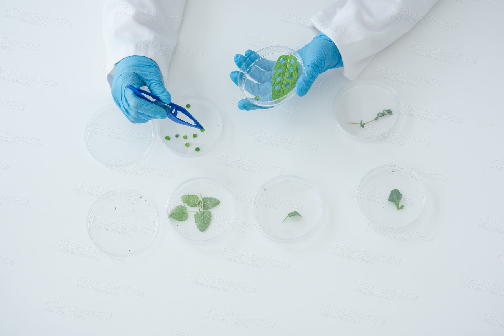 Buy stock photo High angle shot of an unrecognizable female scientist working with plant samples in a laboratory
