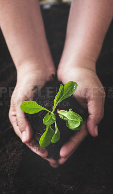 Buy stock photo Above, hands and plant with soil for growth, sustainability and environment conservation for earth day. Agriculture, person and green leaf by closeup for support, ecology or organic farming in nature