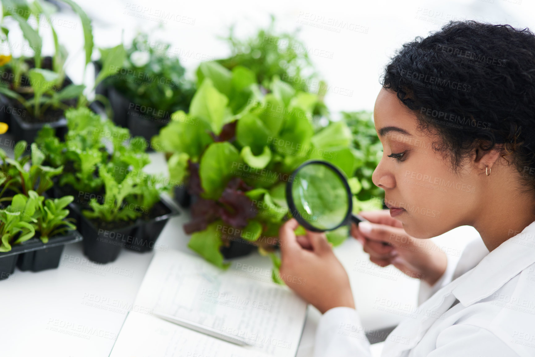 Buy stock photo Cropped shot of a female scientist looking at a plant through a magnifying glass