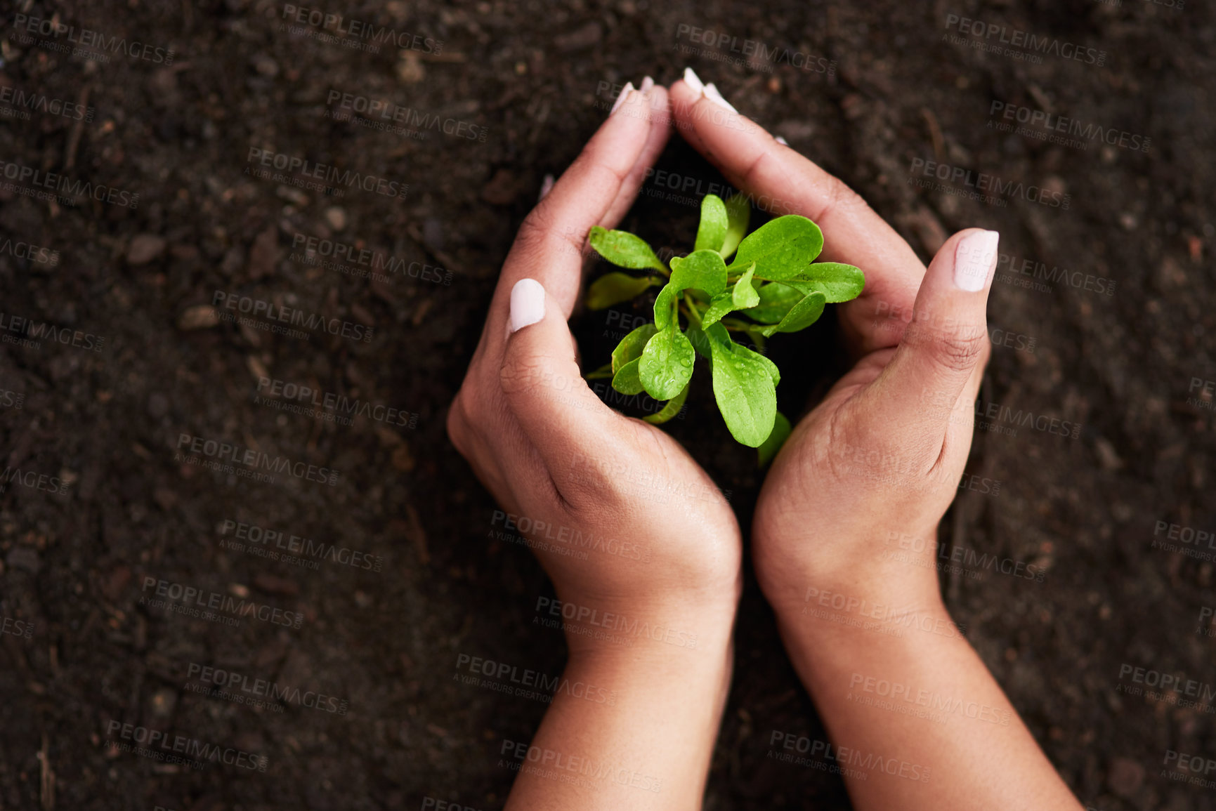 Buy stock photo Cropped shot of an unrecognizable woman holding her hands around a growing plant