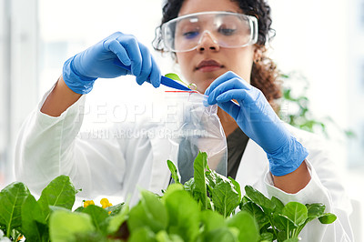 Buy stock photo Science, plant sample and woman in lab for research, biology and ecology study with bag. Pharmaceutical, agriculture and person with leaf for sustainable, organic and natural medicine development