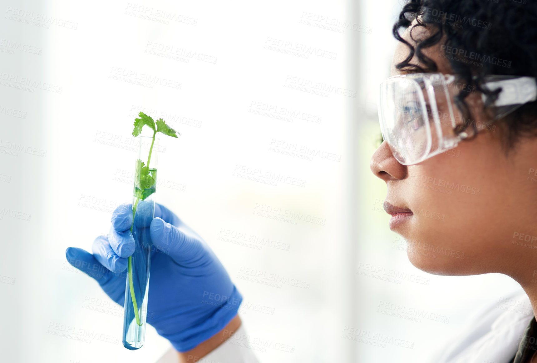 Buy stock photo Cropped shot of a female scientist analyzing a plant in her laboratory