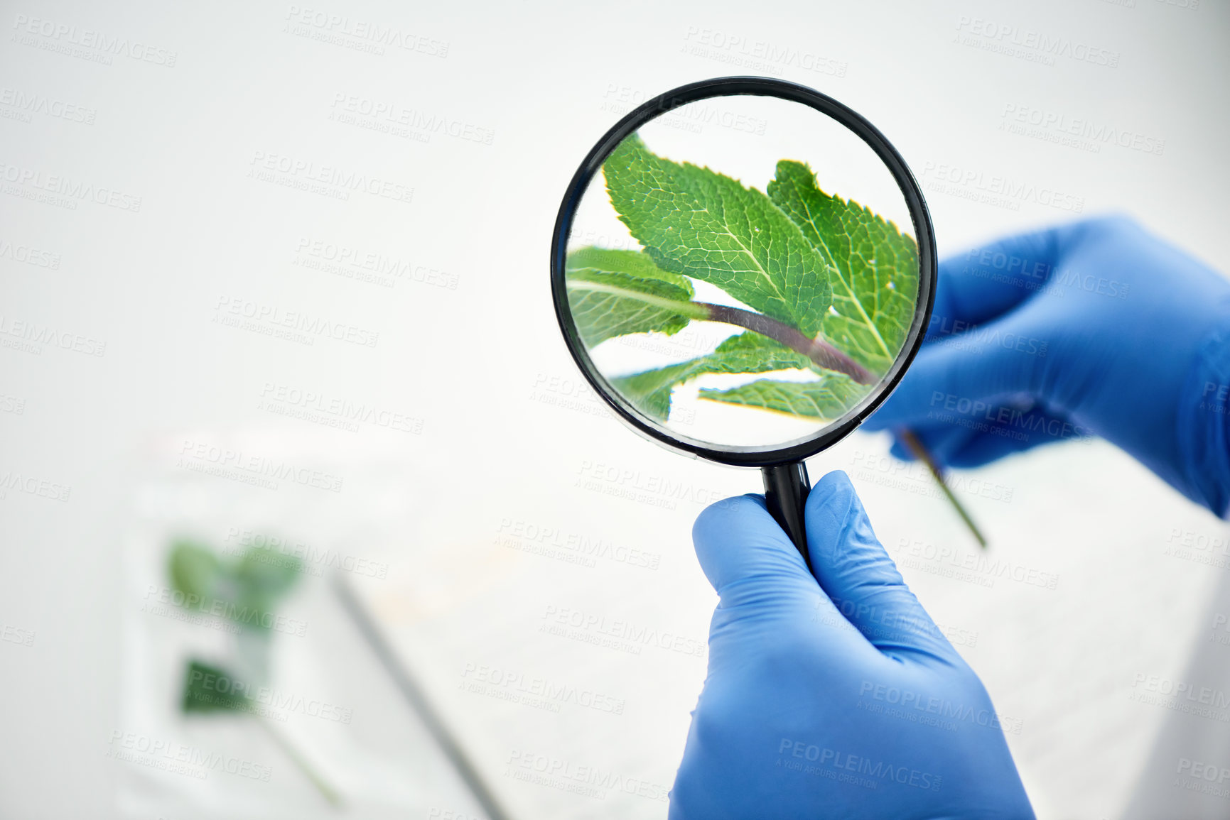 Buy stock photo Ecology, lab and hands of person with magnifying glass for phytochemistry, research or inspection. Science, analysis and scientist with lens by plant for herbal medicine, pharmaceutical or innovation