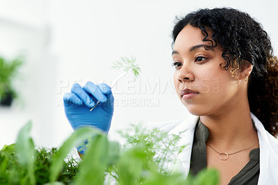 Buy stock photo Cropped shot of a female scientist analyzing a plant in her laboratory