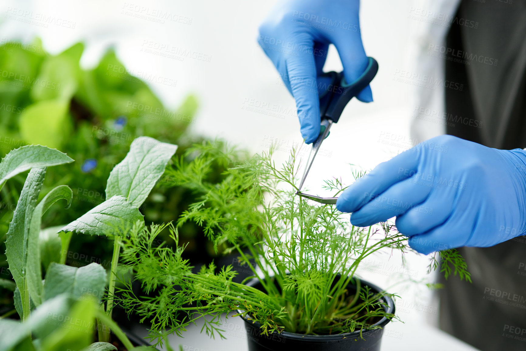 Buy stock photo Cropped shot of a scientist getting samples from a plant for her experiment