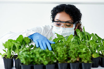 Buy stock photo Agriculture, scientist and woman with plants in laboratory for biochemistry, development and research. Science, person and leaves with innovation for phytochemistry, ecosystem or inspection of growth