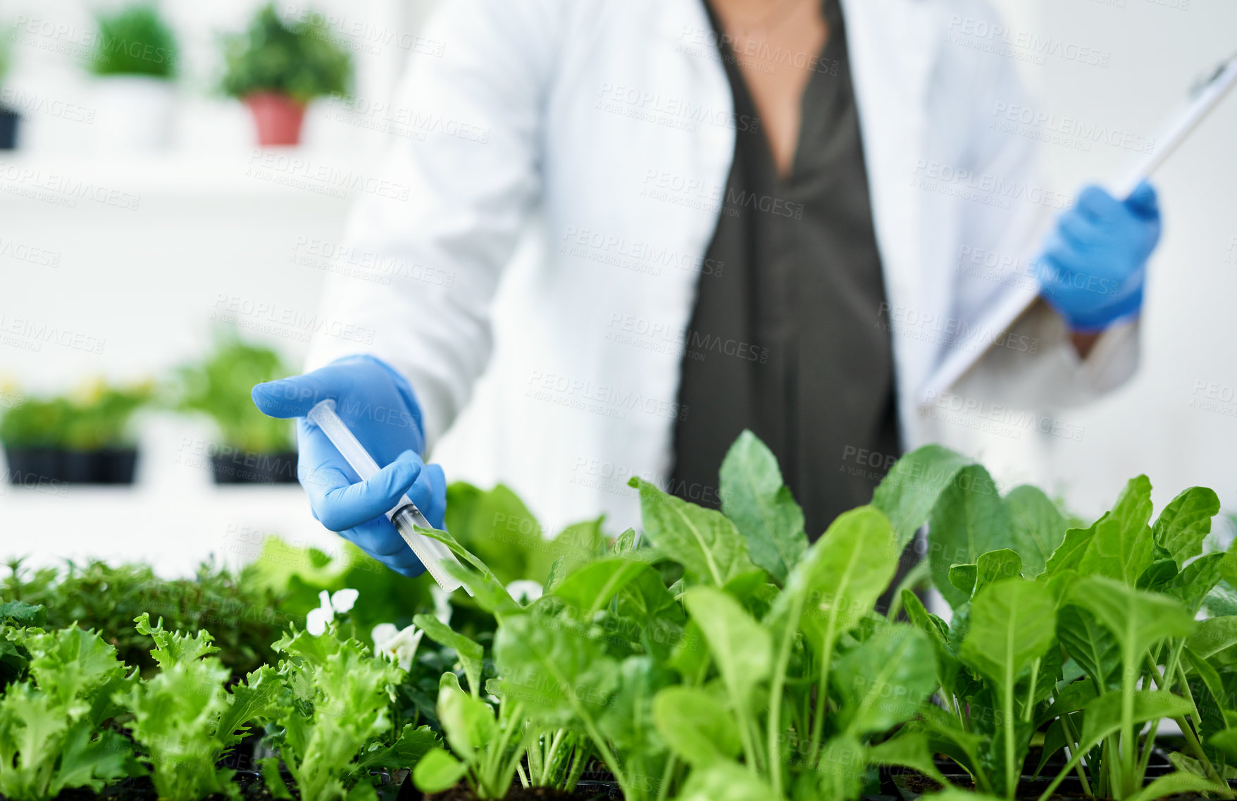 Buy stock photo Science, plant and woman in laboratory with syringe for research, biology and ecology study. Pharmaceutical, agriculture and person with leaf serum for sustainable, organic and medicine development