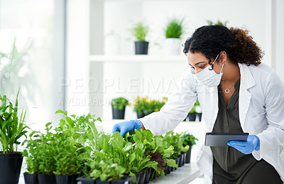 Buy stock photo Cropped shot of a female scientist experimenting with plants