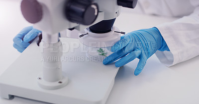 Buy stock photo Ecology scientist, hands and microscope test with plant research in a laboratory. Working person, biotechnology and plants analytics in lab with sustainability and eco friendly testing for biology 