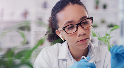 Buy stock photo Woman, scientist and plant for testing in lab for research or study to experiment for environment. Science, biotechnology and crop for agriculture, farming and nutrition diseases or challenges.