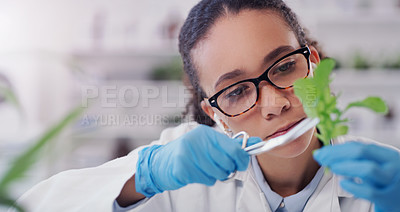 Buy stock photo Woman, scientist and research in lab with plant for botany or horticulture study for pharmaceutical analysis. Female doctor, scissors and cut flora for experiment or innovation, observation and test.
