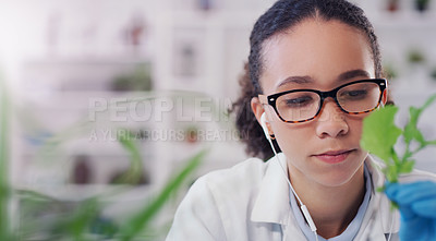 Buy stock photo Woman, scientist and study in lab with plant for botany or horticulture research for pharmaceutical analysis. Female doctor, scissors and cut flora for experiment or innovation, observation and test.
